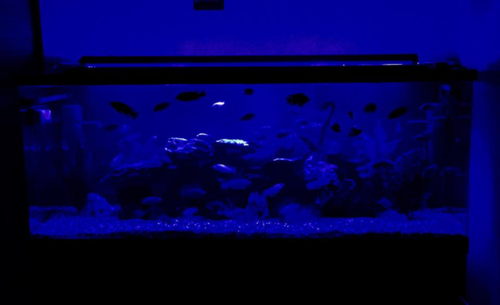 Aquashine LED aquarium lighting