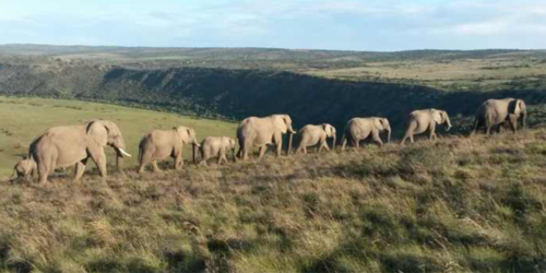 Amakhala Game Reserve Elephant Herd