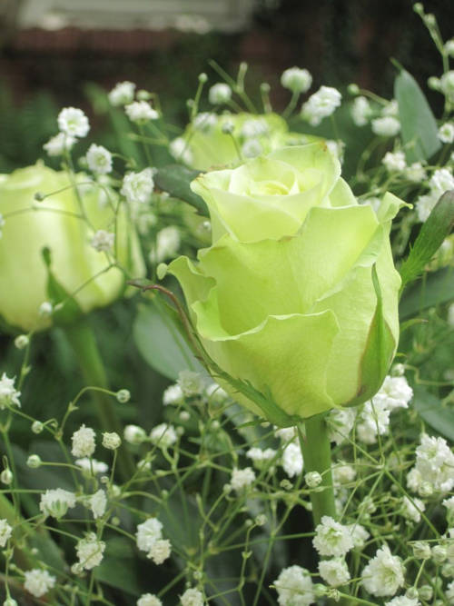 Roses Lime Rose seeds (10 seeds per packet) was sold for R8.00 on 6