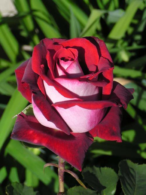 Roses - Osiria Rose seeds (10 seeds per packet) was sold for R21.50 on ...