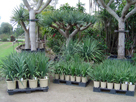 Commercial cultivation of Dracaena draco