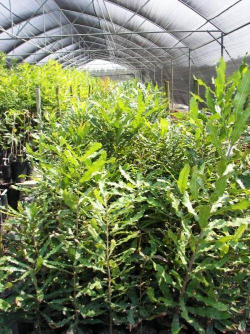 Other Gardening & Plants PECAN NUT TREES for sale Now!!! was listed