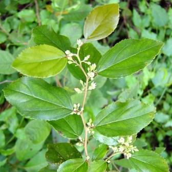 Download Other Trees - 10 False Dogwood Tree Seeds ~ Choristylis ...