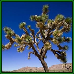 Seeds - Joshua Tree - Yucca brevifolia - 10 Seed Pack ...