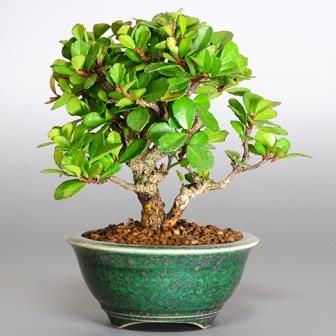 Bonsai - 5 Maytenus oleoides Bonsai Seeds + Free Bonsai eBook + Free ...