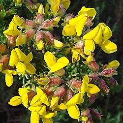 Shrubs - Aspalathus capensis Seeds - Indigenous South African Endemic