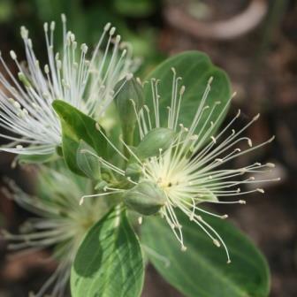 Shrubs - 10 Capparis tomentosa Tree Seeds - Woolly Caper Bush ...