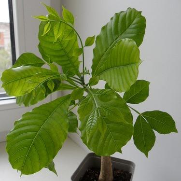 Fruit & Flowering - Entandrophragma caudatum Seeds - Wooden Banana ...