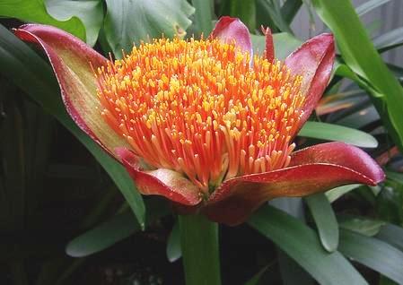 Other Plants, Seeds & Bulbs - 10 Scadoxus puniceus Seeds - Blood Lily ...