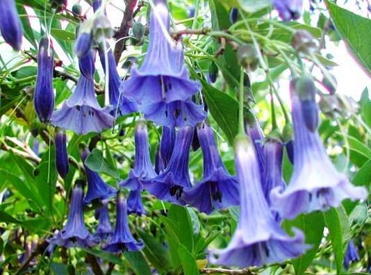 Seeds 10 Mini Angel's Trumpet Seeds Iochroma australe