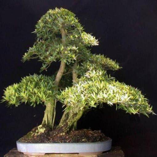 Seeds 10 Ficus salicifolia Bonsai Tree Seeds Indigenous was sold