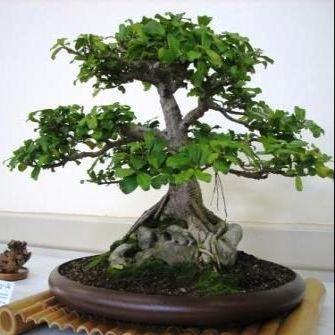 Seeds 10 Ficus Burtt Davyi Bonsai Tree Seeds