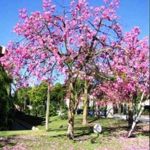 Deciduous Chorisia speciosa, Kapok Tree or FlossSilk Tree Seeds
