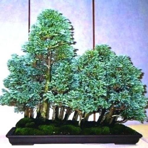 Seeds - 10 Mountain Cedar - Widdringtonia nodiflora Bonsai Tree Seeds ...