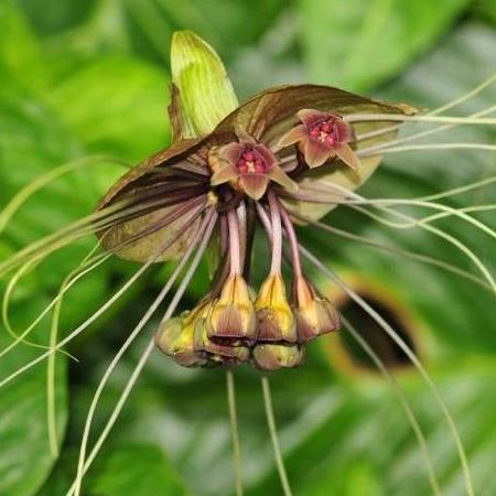 Tacca leontopetaloides – Polynesian Arrowroot – Buy seeds at