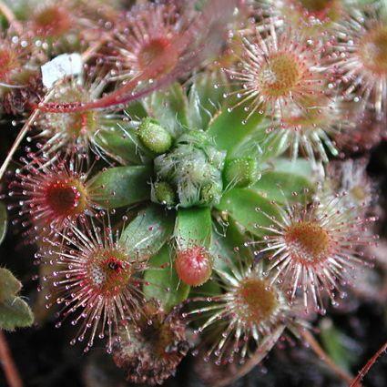 jawaban carnivorous plants insects to obtain nitrogen