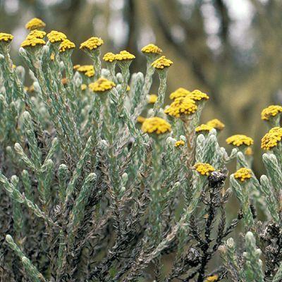 Seeds - 10 Imphepho - Helichrysum odoratissimum Seeds - Indigenous ...