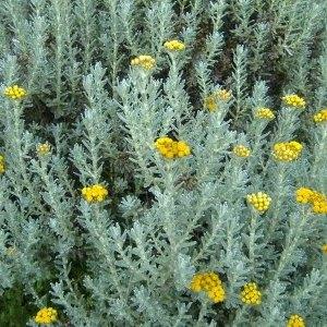 Other Aromatherapy - 10 Imphepho - Helichrysum odoratissimum Seeds ...