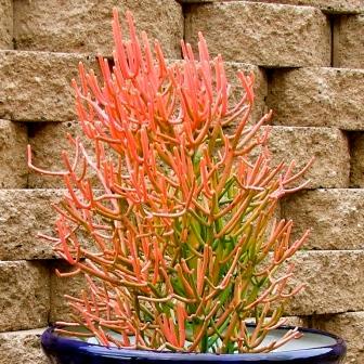 Plants - Euphorbia tirucalli 'Firesticks' Plants - Live Indigenous ...