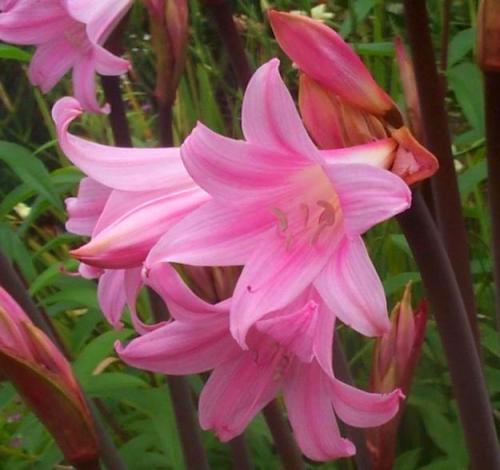 PlantFiles Pictures: Belladonna Lily, Naked Lady 