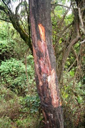 Evergreen - Prunus africana Tree Seeds - Indigenous - Red Stinkwood ...