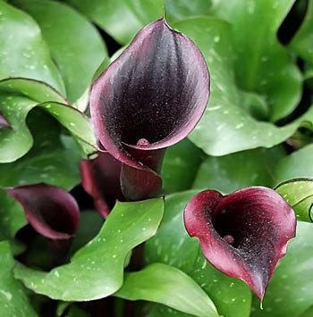 Other Gardening & Plants - Arum Lily Tubers ~ Zantedeschia Black Star ...