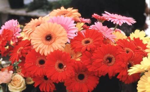 Perennials - Barberton daisy - Gerbera jamesonii Seeds was sold for R2.30 on 24 Aug at 11:46 by