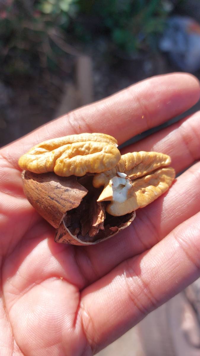 Snacks, Chips & Nuts Farm fresh just picked pecan nuts was sold for