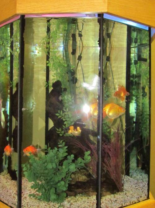 Aquariums & Tanks FISH TANK=AQUARIUM=Hexagonal in solid OAK