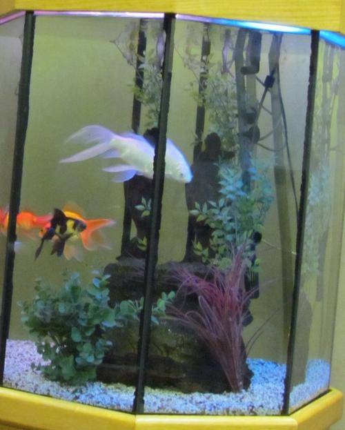 Aquariums & Tanks FISH TANK=AQUARIUM=Hexagonal in solid OAK