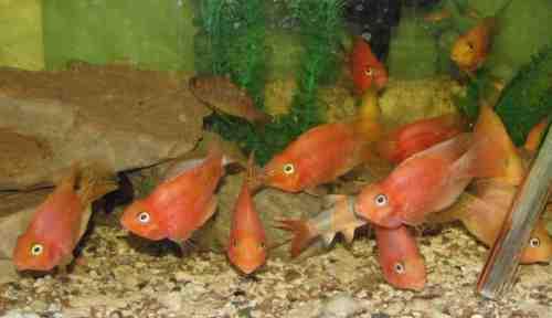 Live Fish PARROTFISH = FRESHWATER = BEAUTS = Aquariums