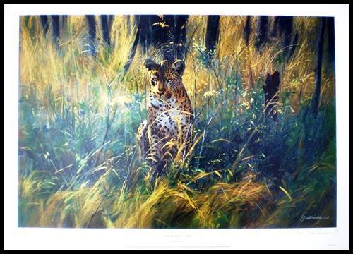 Leopard in Long Grass