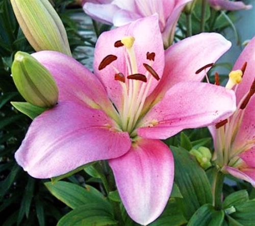 Other Gardening & Plants - LILIES - ST JOSEPH'S LILY BULBS - PINK was ...