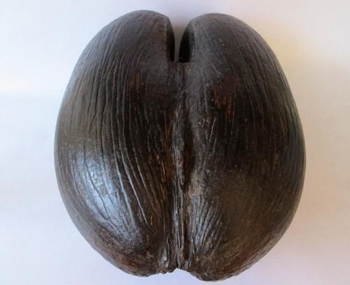 Other Antiques & Collectables - Coco De Mer (Lodoicea) Nut was sold for ...
