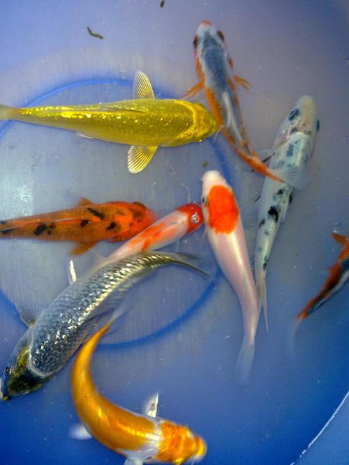 Other Fish Aquarium Supplies Koi Babies 12 14cm R20 Each Order Huge Variety Of Baby Koi Very Good Grade Excellent Colours Order As Many You Wish At R20 Each Minimum 10 Fish Can Ship 40 Per Box