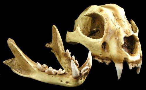Unusual Items Full Size Snow Leopard Skull Replica Handpainted Unusual Items Full Size Snow Leopard Skull Replica Handpainted