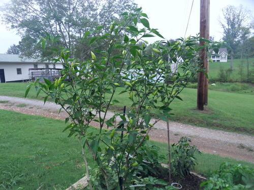 Seeds & Bulbs - *** NEW & RARE *** Habanero Arbol - Tree Habanero ...