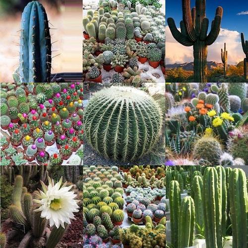 Seeds - *** RARE *** Premium Cactus Collection - The worlds Rarest ...