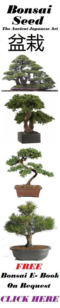 Seeds Premium Bonsai Package 16 Species 100 Fresh Seeds was sold