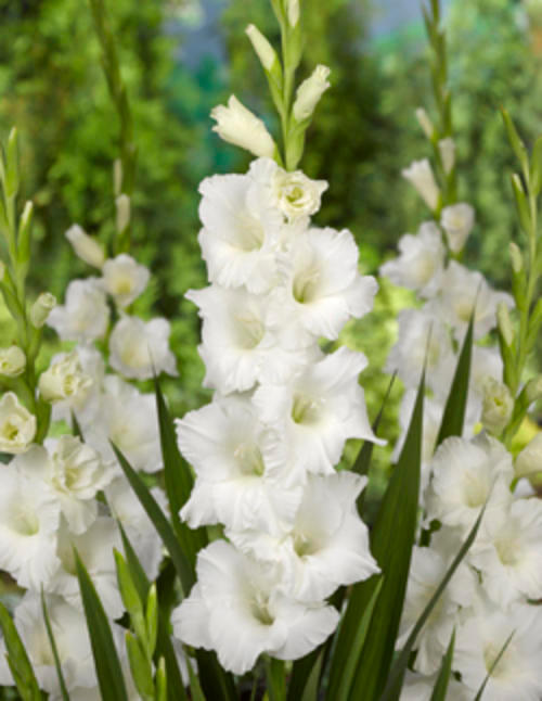 Flower Bulbs, Roots & Corms Gladiolus Gladioli