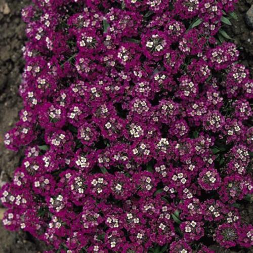 Annuals - Alyssum Rosie o Day - Lobularia Maritima - Annual Flower ...