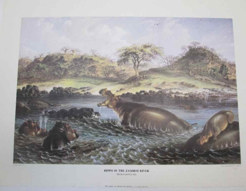 Hippo In The Zambezi River Numbered (150/850) Print - Collingwood Art Productions - 61cm/45cm
