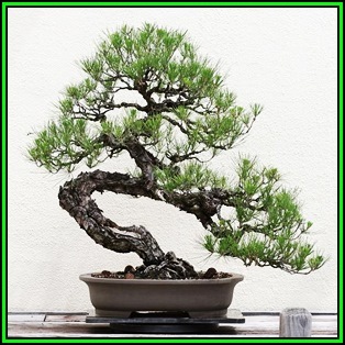 Pinus Banksiana Jack Pine Bonsai