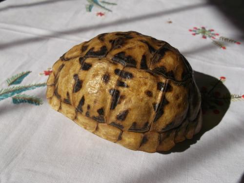 Other Antiques & Collectables - (Tortoise shell) Skilpad-dop ...