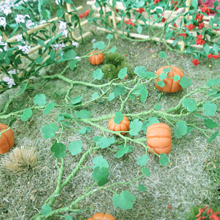 Scenery  6 x Pumpkin Plants was sold for R120.00 on 8 Sep at 2103 by