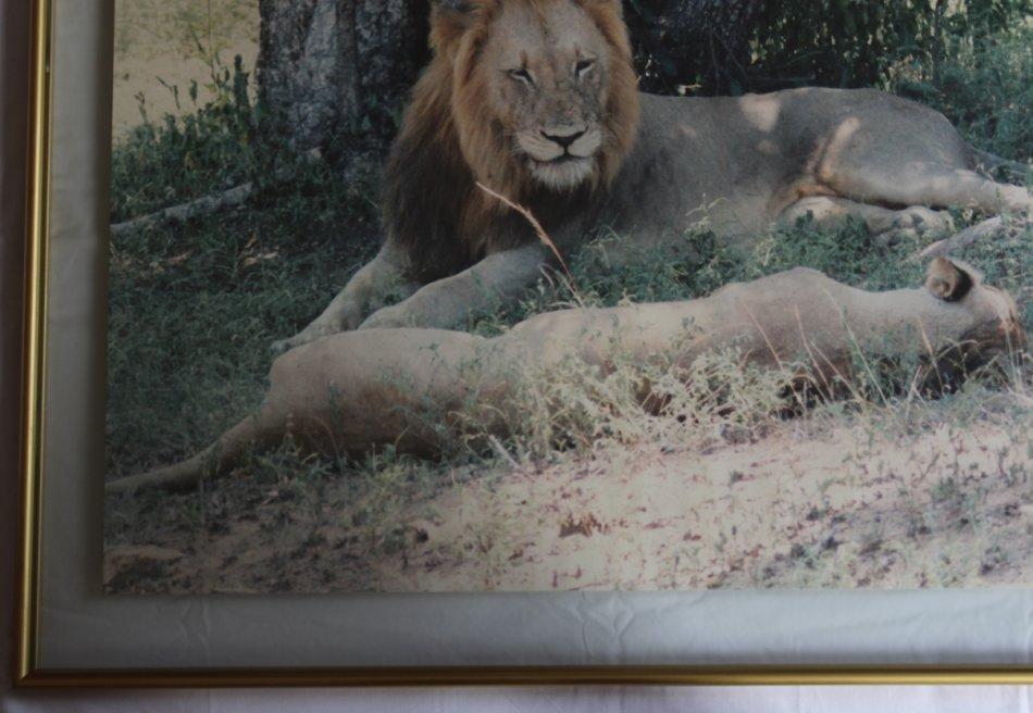 Other Artwork Lion And Lioness Large Framed Colour Photograph Was Lion And Lioness Large Framed Colour Photograph