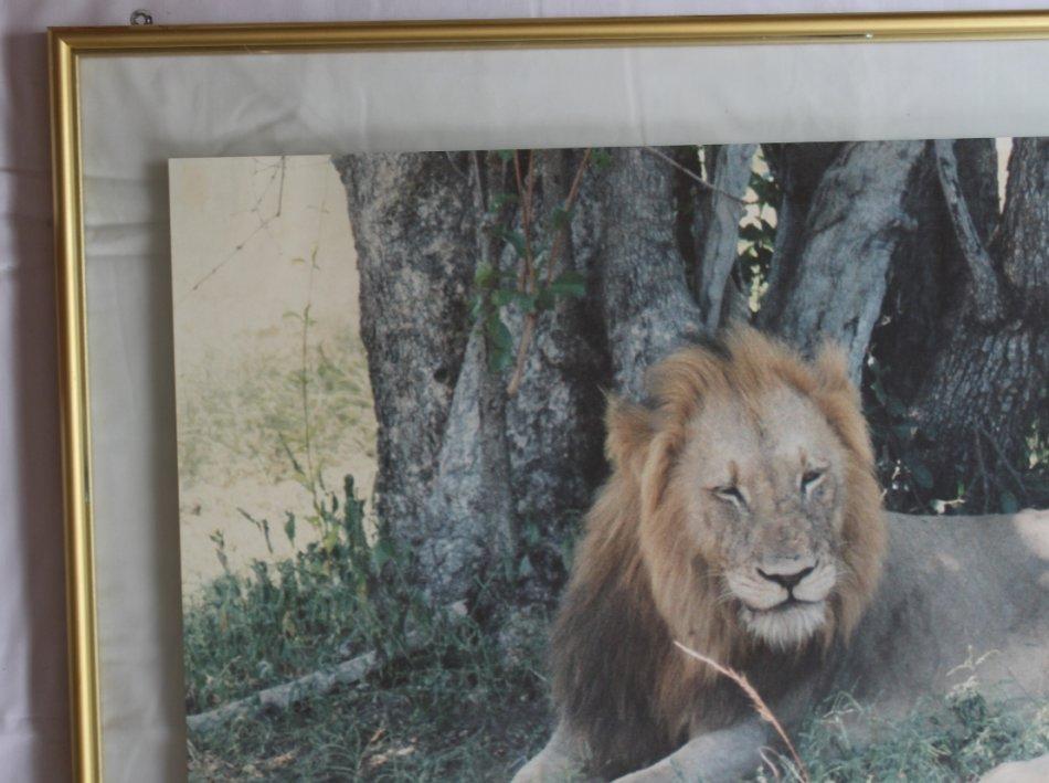 Other Artwork Lion And Lioness Large Framed Colour Photograph Was Lion And Lioness Large Framed Colour Photograph