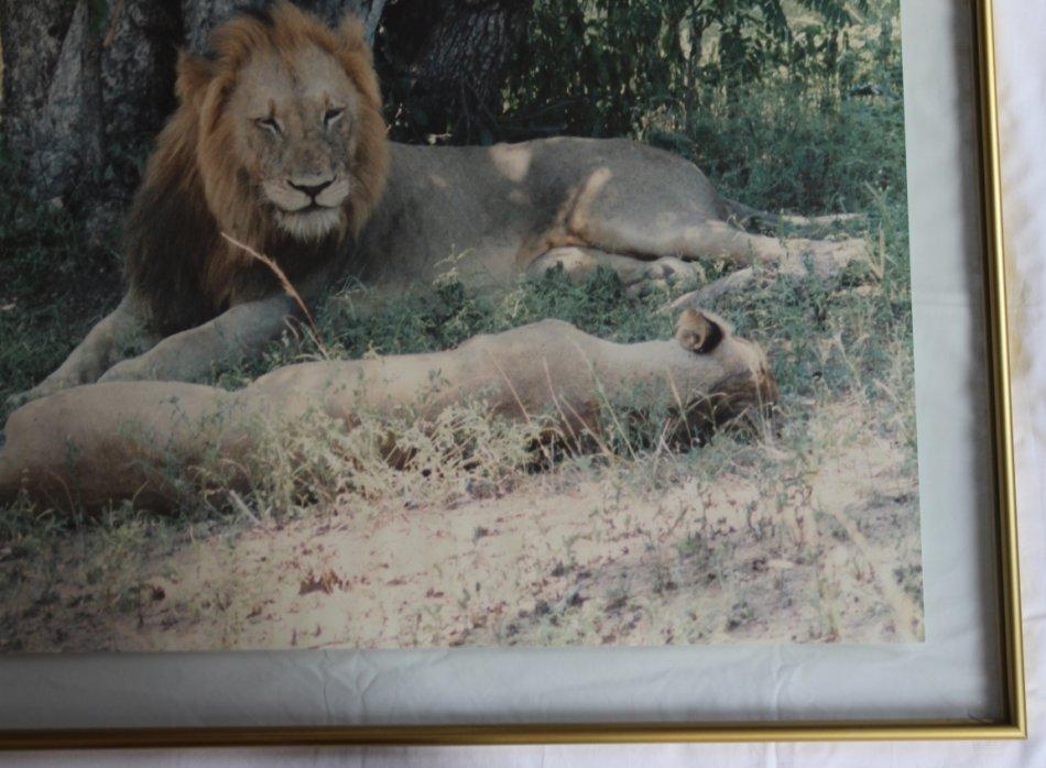 Other Artwork Lion And Lioness Large Framed Colour Photograph Was Lion And Lioness Large Framed Colour Photograph