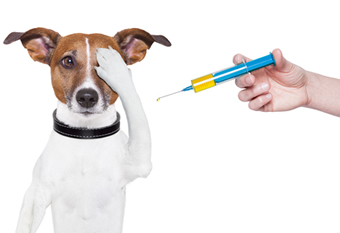 Vaccinating Your Puppy