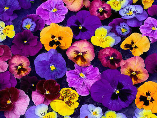 Brighten up your garden with pansies and viola